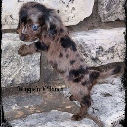 Dachshund and Pug Puppies from Wiggle'n V Ranch