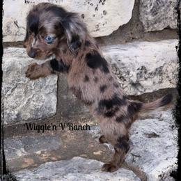 Dachshund and Pug Puppies from Wiggle'n V Ranch