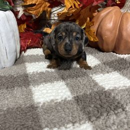 Tally - Dapple female Dachshund puppy in Council Hill, Oklahoma from Rocky Springs Ranch