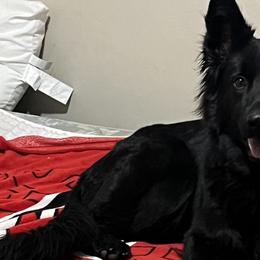 Jersey - German Shepherd