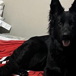 Jersey - German Shepherd