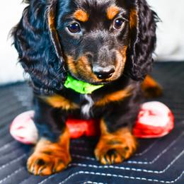 Boy 1 - Black and tan male Dachshund puppy in Austin, Texas from Glorious Minis