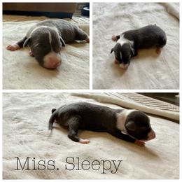 Miss. Sleepy - White and blue female Italian Greyhound puppy in Texas from Italian Greyhounds of Frisco