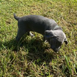 Weimaraner Puppies from Georgia Line Weimaraners