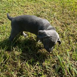 Weimaraner Puppies from Georgia Line Weimaraners
