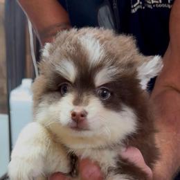 Woody - Chocolate male Pomsky puppy in Spring Hill, Florida from PDQ Pomskies