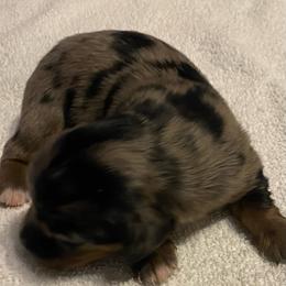 DAISY CKC REGISTERED FULL RIGHTS - Dapple female Dachshund puppy in Elizabethtown, Kentucky from Teeny Tiny Puppy Tails