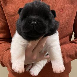 Girl 2 - Black female Akita puppy in Granville, Ohio from Hickory Ridge Akitas