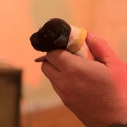 Neon Green - Liver and white female German Shorthaired Pointer puppy in Ash Flat, Arkansas from SmokePoint GSPs