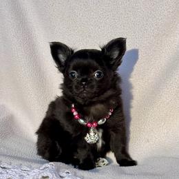Onyx - Black female Chihuahua puppy in Richmond, Virginia from Bayberry ChihuahuasTM