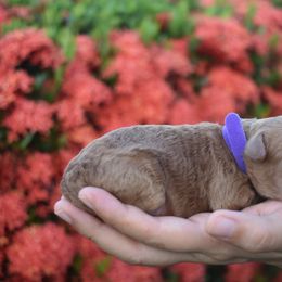 Goldendoodle Puppies from JJ