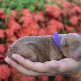 Goldendoodle Puppies from JJ
