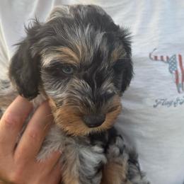 Boy 4 (sherbet) - Blue merle male Aussiedoodle puppy in Paradise, Texas from Diamond Z Poodles & Doodles