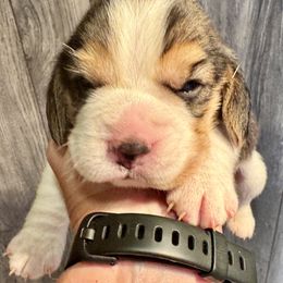 Phoenix - Black white and tan female Beagle puppy in Viper, Kentucky from Mountain Top
