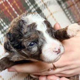 Dark Pink - Merle female Bernedoodle puppy in Grandview, Texas from Big Sky Bernedoodles