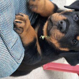 Rottweiler Puppies from Happy Rottweilers