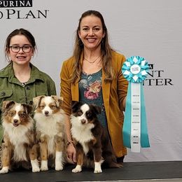 Miniature Australian Shepherds and Toy Australian Shepherds from Plum Creek Aussies