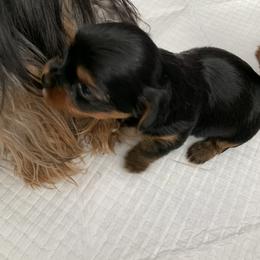Yorkshire Terrier Puppies from Missy Lu Lap Puppies