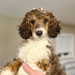 Fox - shaded sable tuxedo - Sable male Poodle puppy in Peyton, Colorado from Fuzzybottoms Ranch LLC