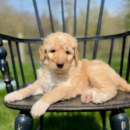 Butter Pecan - Apricot female Pyredoodle puppy in Bowling Green, Ohio from FDF Pyredoodles & Bernedoodles