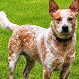 Odin - Australian Cattle Dog