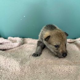 Boy 1 - Silver gray Czechoslovakian Vlcak puppy in Boon, Michigan from Mikai's Pack