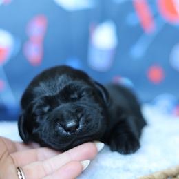 Rosie - Black female Labrador Retriever puppy in Williamston, South Carolina from Dutton Dog Co & Dalla Grazia Doberman