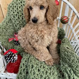 Poodle Puppies from Wilks Pups