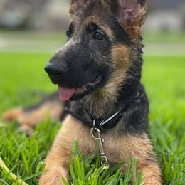 German Shepherds from Vom Rowangarde German Shepherds