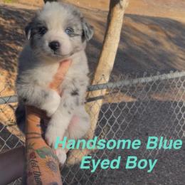 Handsome Blue Boy - Blue merle male Australian Shepherd puppy in Riverside, California from Majestic Wrangler’s Aussie’s
