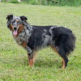 Lady - Blue merle female Australian Shepherd puppy in Charlotte, North Carolina from Awesome Aussies