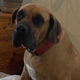 Ohana  - Boerboel