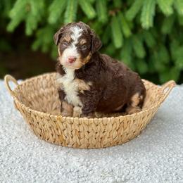 Vivian - Brown and white female Bernedoodle puppy in Bremen, Indiana from Farmland Doodles
