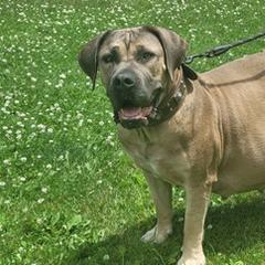 Boerboels from Polly's Boerboels
