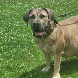 Boerboels from Polly's Boerboels
