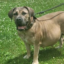 Boerboels from Polly's Boerboels