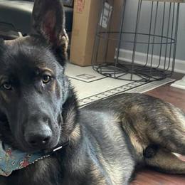 German Shepherds from Czech out Doc’s Shepherds
