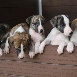 Whippet puppies from Rogue Mountain Manor