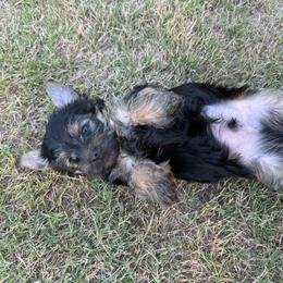 Boy 3 - Black and tan male Yorkshire Terrier puppy in Zebulon, North Carolina from Eastern Wake Yorkies