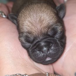 Ginger-Red Collar - Fawn female Pug puppy in New Braunfels, Texas from Kex Pug Haus