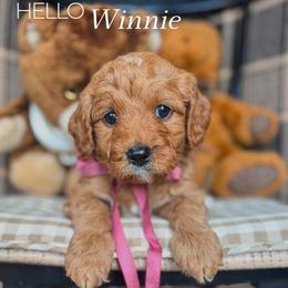 Winnie - Red  female Goldendoodle puppy in New Harmony, Indiana from Cottonwood Farms