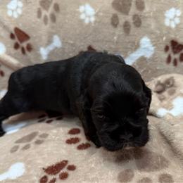 Dakota - Black male Cocker Spaniel puppy in Ocala, Florida from Ray of Sunshine Spaniels LLC