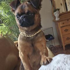 Oskar - Brussels Griffon