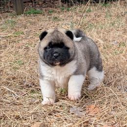 Yuri's Girl 1 - Fawn, black overlay female Akita puppy in South Carolina from Sierra Mountain Akitas