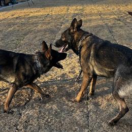 German Shepherds from Lisa Rosado