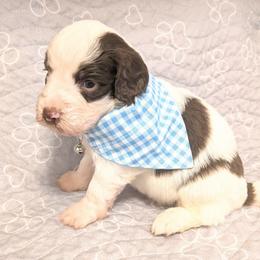 Clark - Brown and white male Aussiedoodle puppy in Pamplin, Virginia from Hope & Joy Acres