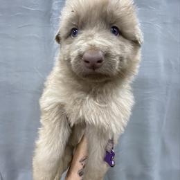 Girl 5 - Isabella female German Shepherd puppy in Pelham, North Carolina from P & P Shepherds