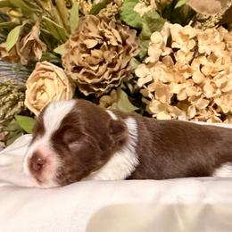 Chocolate and white boy - Parti male Yorkshire Terrier puppy in Dallas, North Carolina from Yorkie Fever