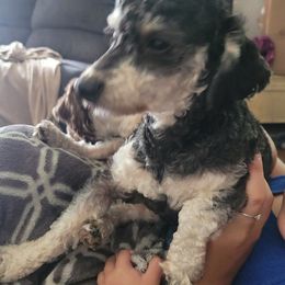 Poodles and Yorkipoos from Sweet Carolina Pups