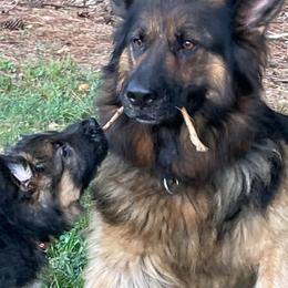 Heidi - German Shepherd